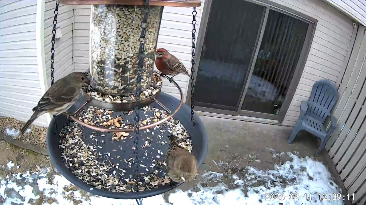 2026/02/11 - Serval House Finches stop by for a lunchtime meal with some not willing to share