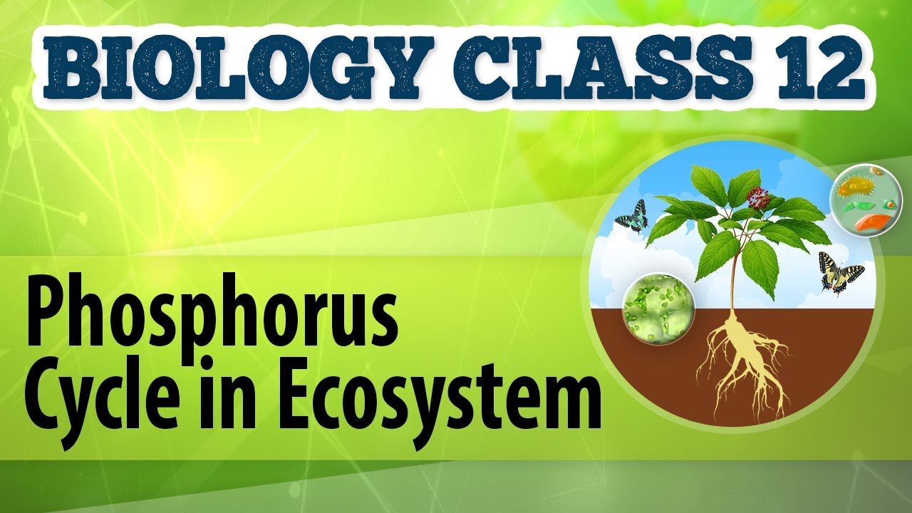 Phosphorus Cycle in Ecosystem - Organisms and Environment 1 - Biology Class 12