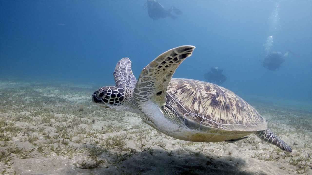 I LOVE TURTLES