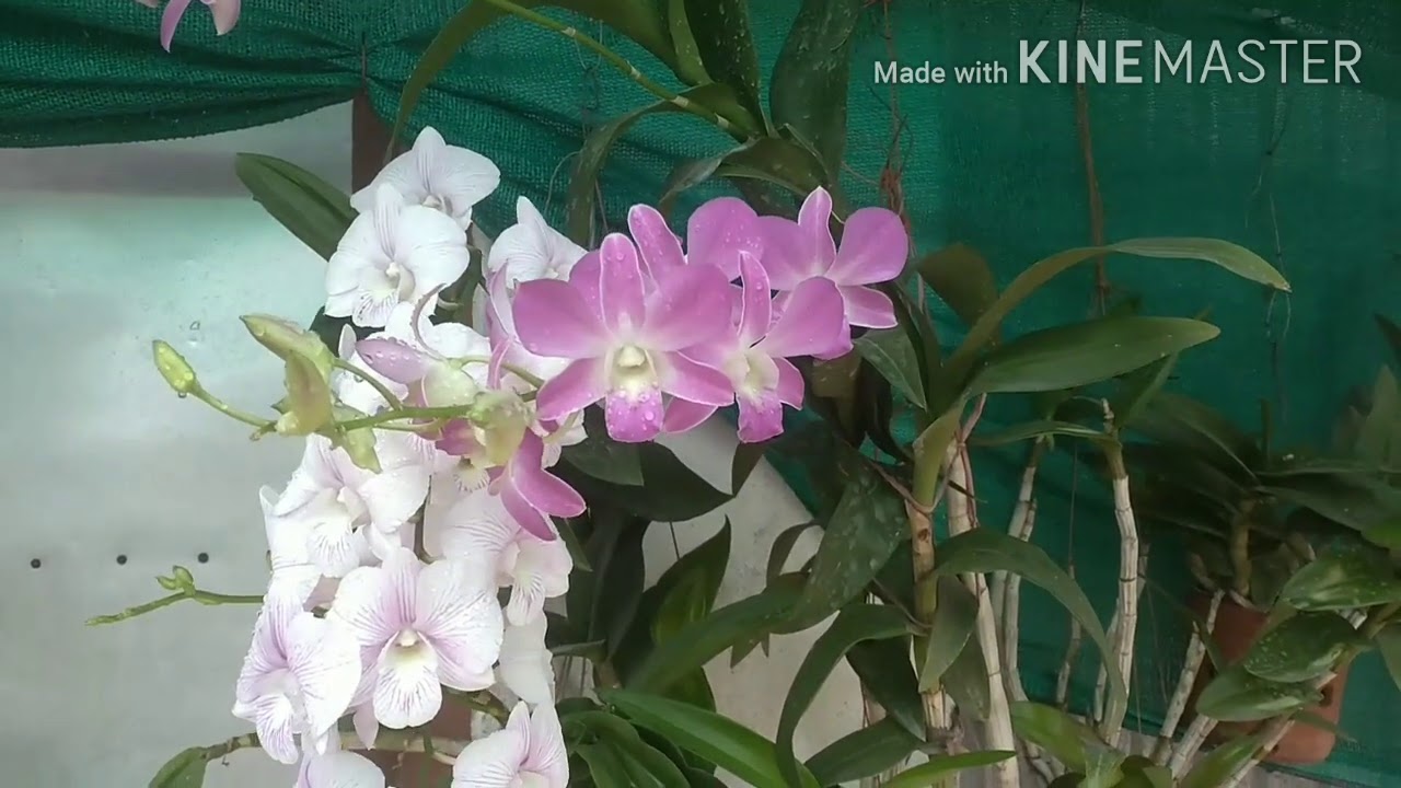 ডেনড্রোবিয়াম অর্কিড এ বেশি ফুল পাবার উপায়..