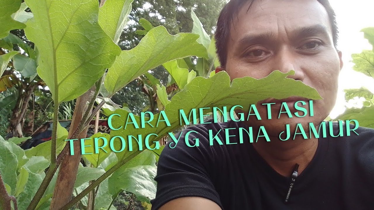 Cara mengatasi sayur 🌳☘️🥒🍆yang terkena jamur #nature 