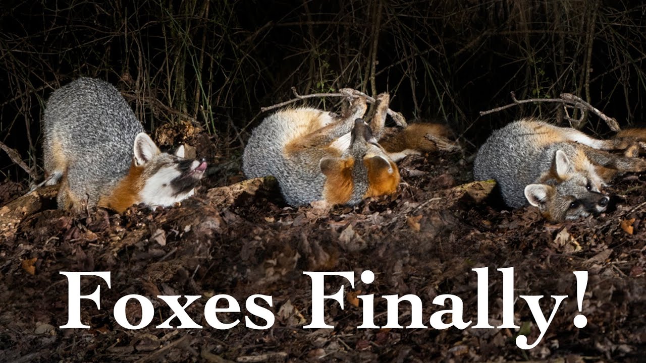 Camera Trapping | Gray Foxes | Wildlife Photography
