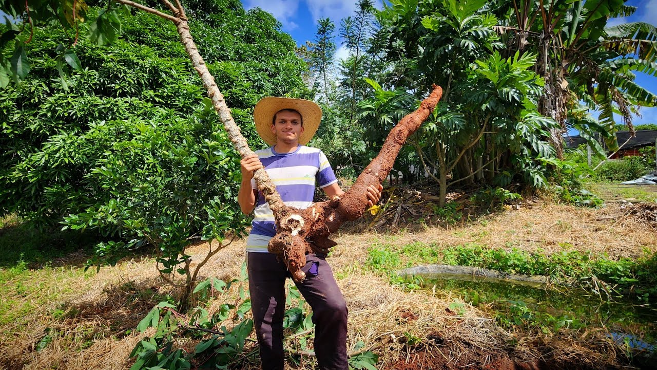 COMO PLANTAR MACAXEIRA // COLHEITA gigante e fazendo massa puba