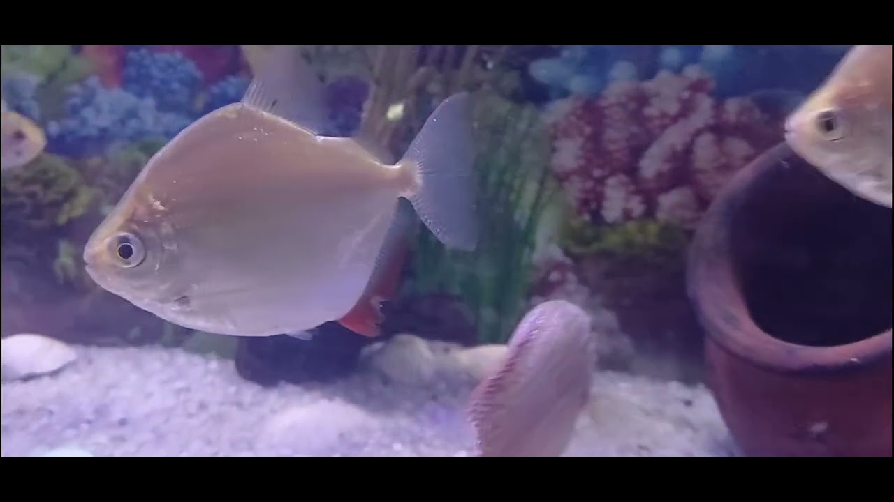 Lively Home Aquarium 