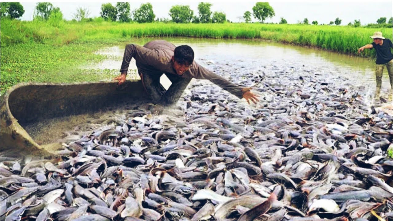 Amazing hand net fishing video - Traditional net fishing in village river - Fishing by cast net.