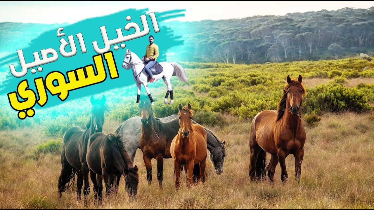 زيارتي لمزرعة خيول عربية اصيلة 😍تعلمت كل أسرار الخيول🐎 purebred arabian horses syria Damascus 🖤 2020