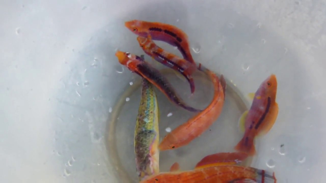 Skin worms or flukes Neobenedenia on Marine aquarium fish can be treated