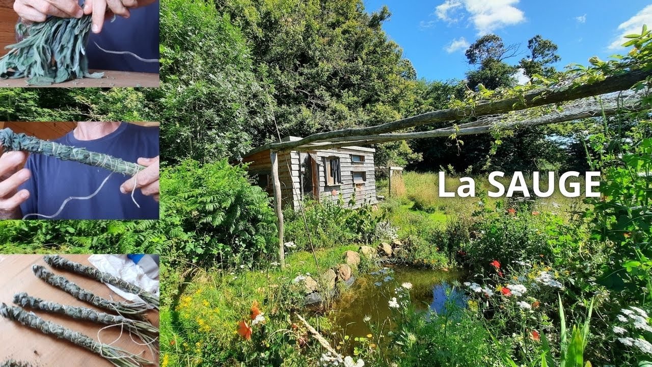Comment faire des bâtons de sauge à brûler ? 🧘‍♂️  Et premières vraies récoltes au potager ! 🍀🥕🥒🍓