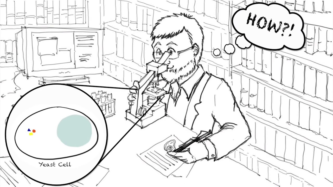 Autophagy: Research Behind the 2016 Nobel Prize in Physiology or Medicine | TokyoTechX on edX