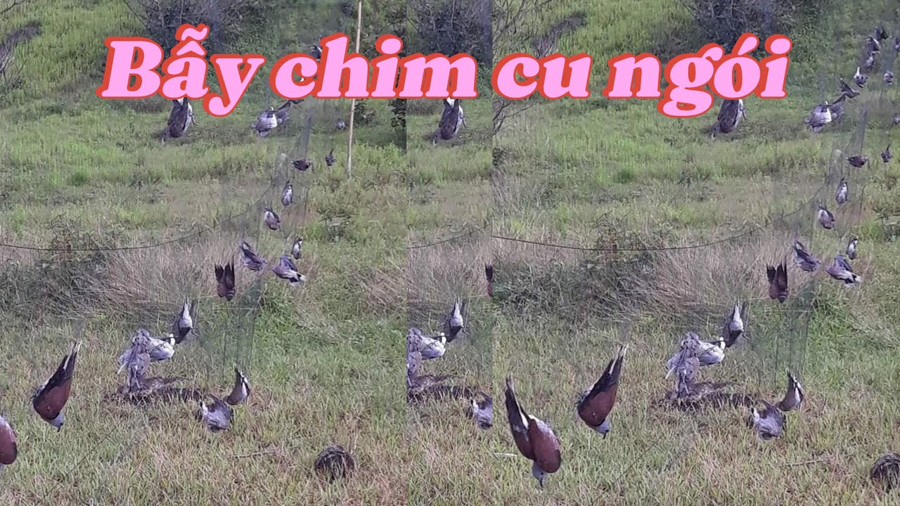 Cách bẫy chim cu ngói .gặp đàn chim quý