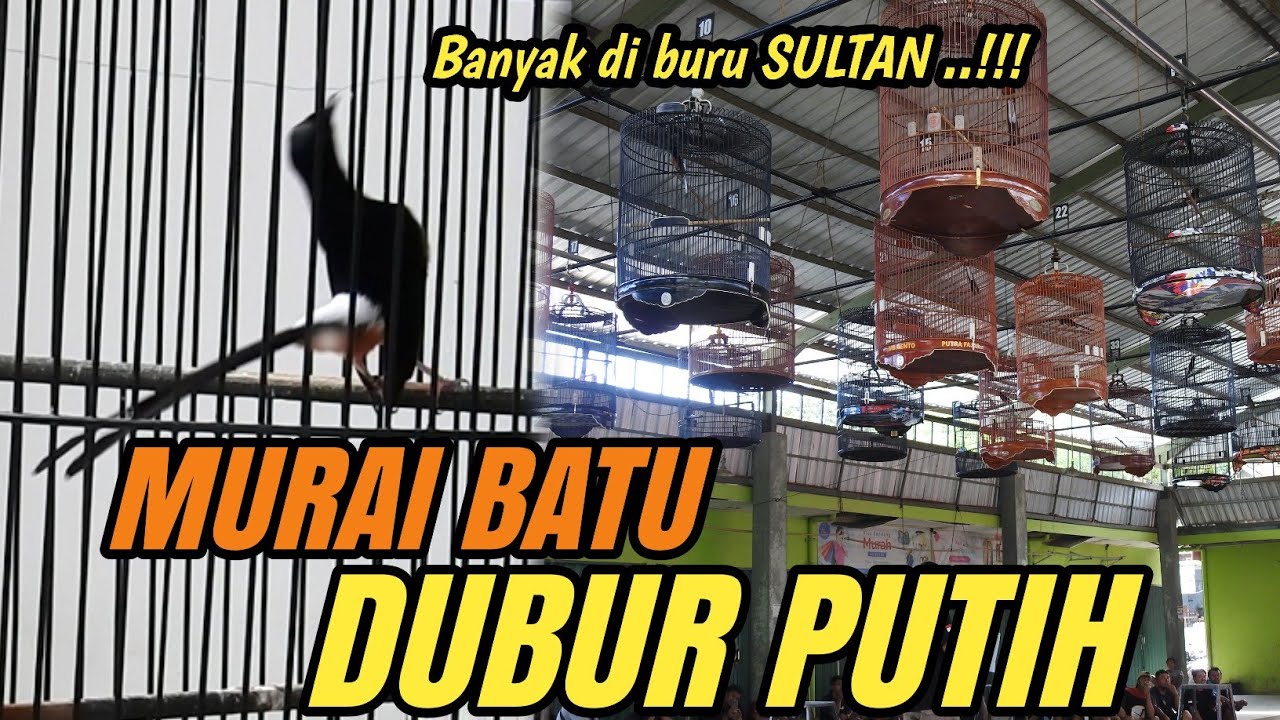Kalau tau Kelebihanny MURAI BATU DUBUR PUTIH pasti di serbu para SULTAN‼️