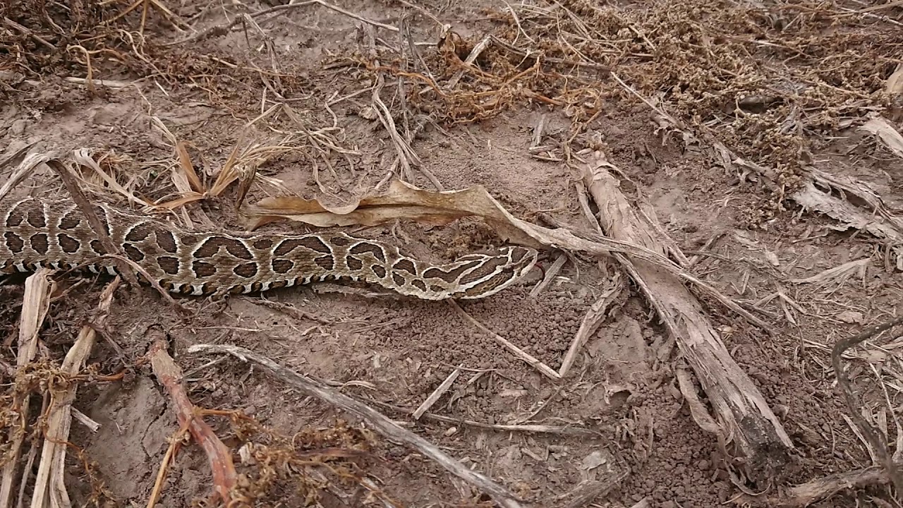 Yarar&aacute; grande (Bothrops alternatus)