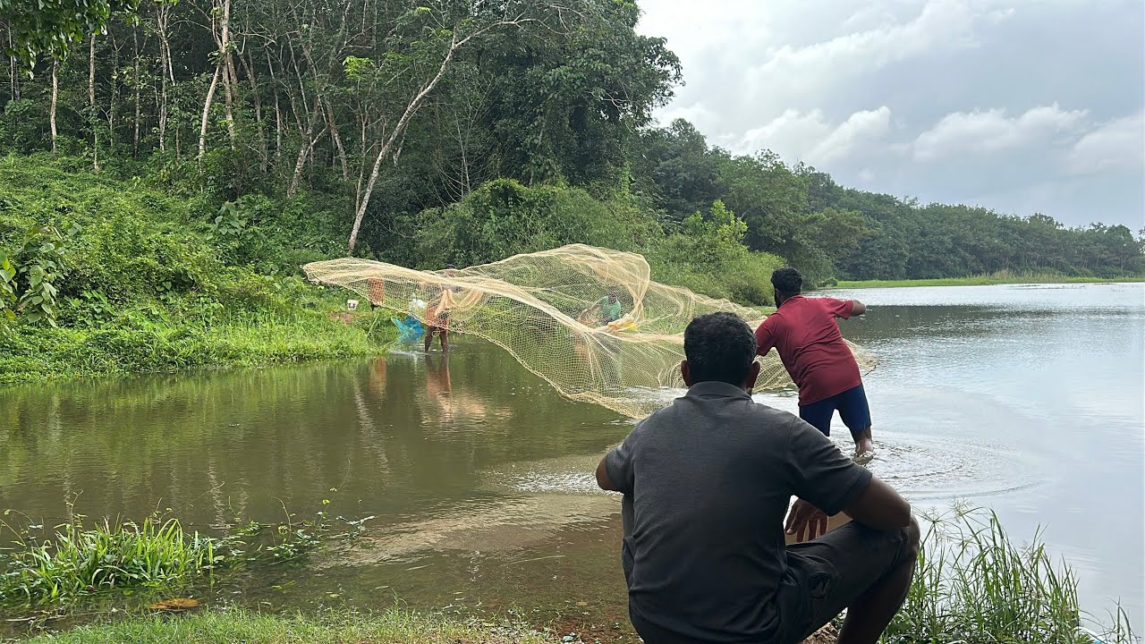 വീശ് നിർത്തിപ്പൊക്കന്നേരം കിട്ടിയത് കണ്ടോ | Kerala village carp cast net fishing | mallu fishingvlog