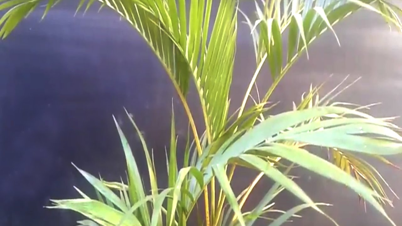 ARECA BAMBU  - DICAS DE COMO CUIDAR