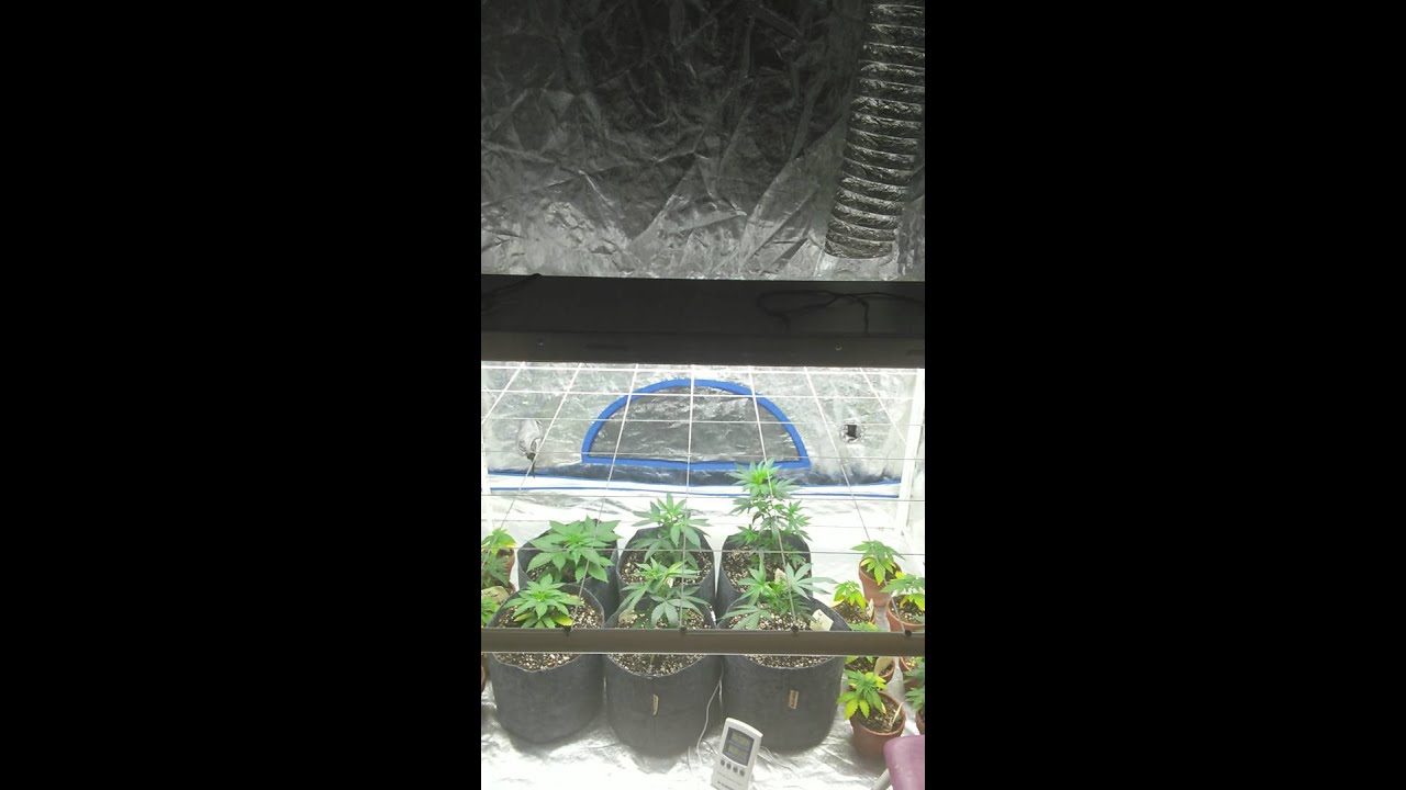 Fox Farm Dirty Dozen 4x4 grow tent