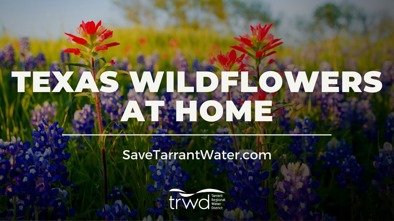Texas Wildflowers at Home: Creating a Wildflower Patch or Pocket Prairie