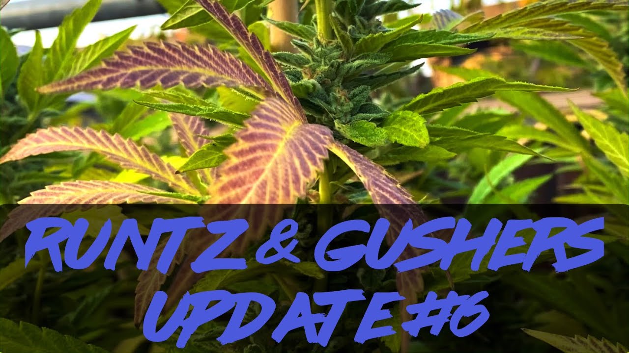 Matty Grows | The Outdoor Grow | Runtz & Gushers | #6 | #Runtz #Gushers #PurpleCityGenetics