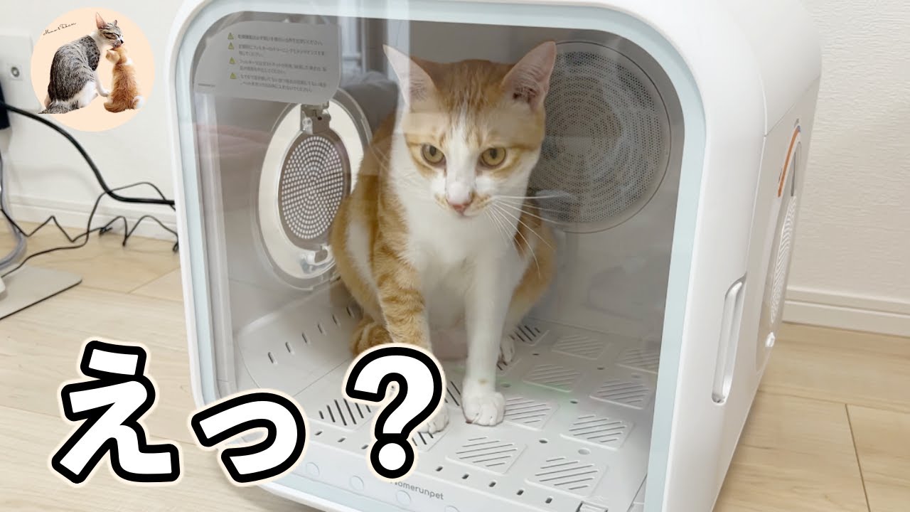 たけしを病院にお連れしました【Drybo plus】