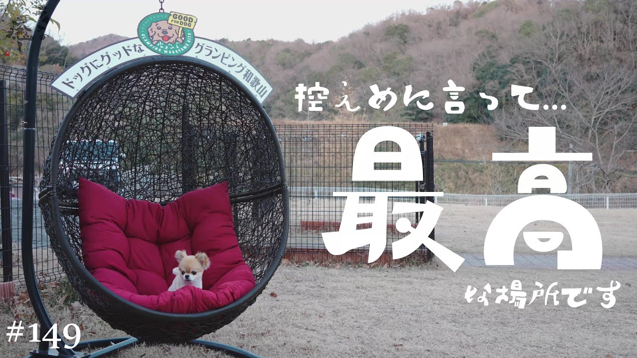 【犬宿】ドッグにグッドなグランピング和歌山北さんが最高だったので、住む事はできませんか？前編ッ!!【チワワ】