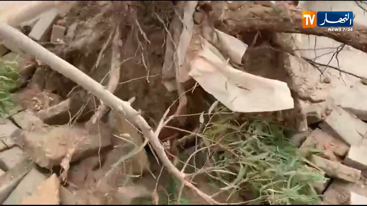 الرياح القوية تقتلع الاشجار بسيدي بلعباس