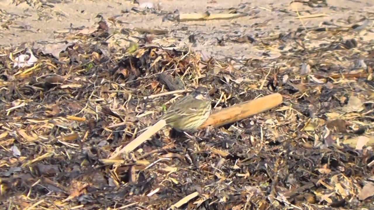 Świergotek nadmorski w Ujściu Wisły / Eurasian rock pipit at the mouth of the Vistula River
