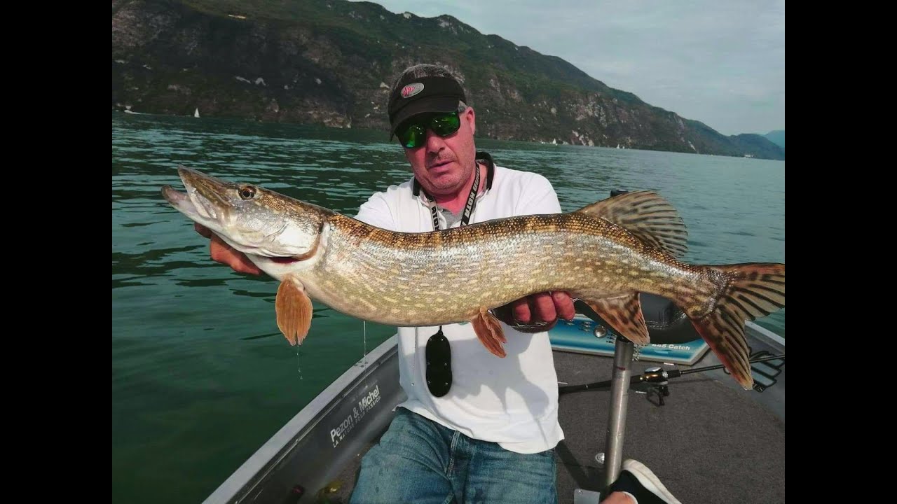 BROCHET de LAC ALPINS un vrai plaisir sur le lac du bourget