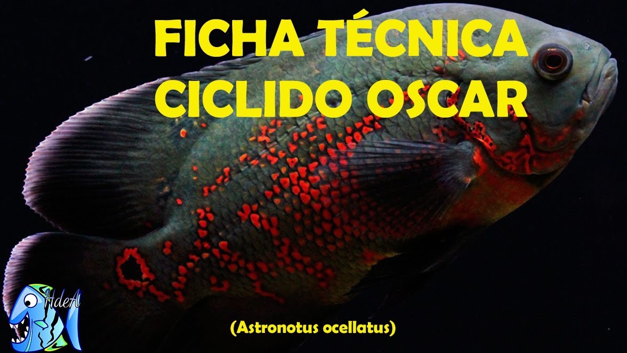 FICHA TÉCNICA PEZ OSCAR (astronotus ocellatus)