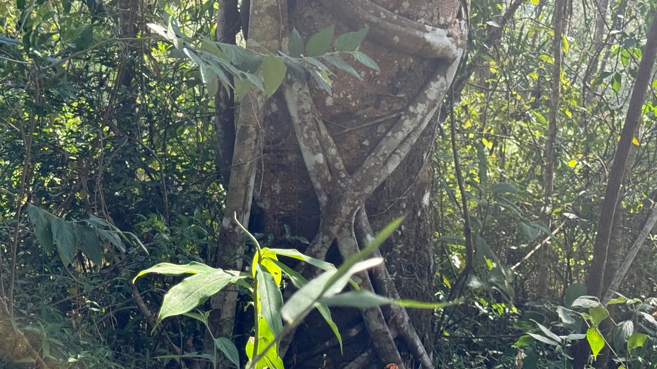 El árbol misterioso