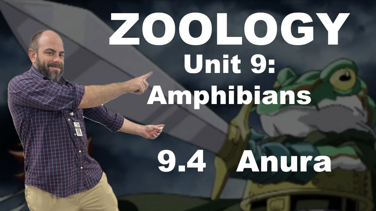 Zoology 9.4   Anura