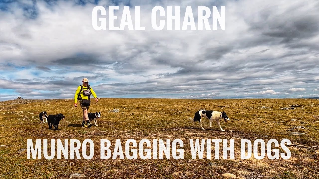 Hiking in Scotland/Munro Bagging with Dogs / Geal Charn