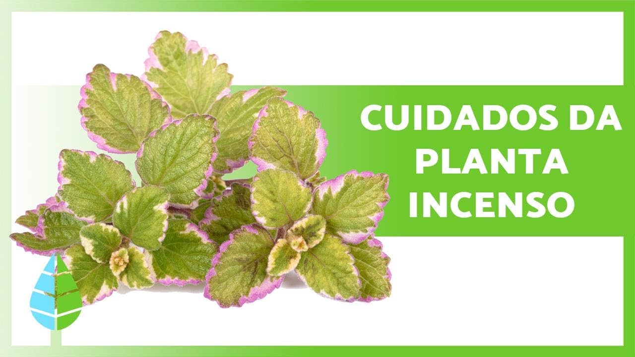 Como cuidar da PLANTA-INCENSO 🌿 Rega, substrato, reprodução e muito mais!