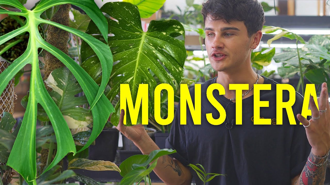 Top Monstera's You've NEVER Heard of