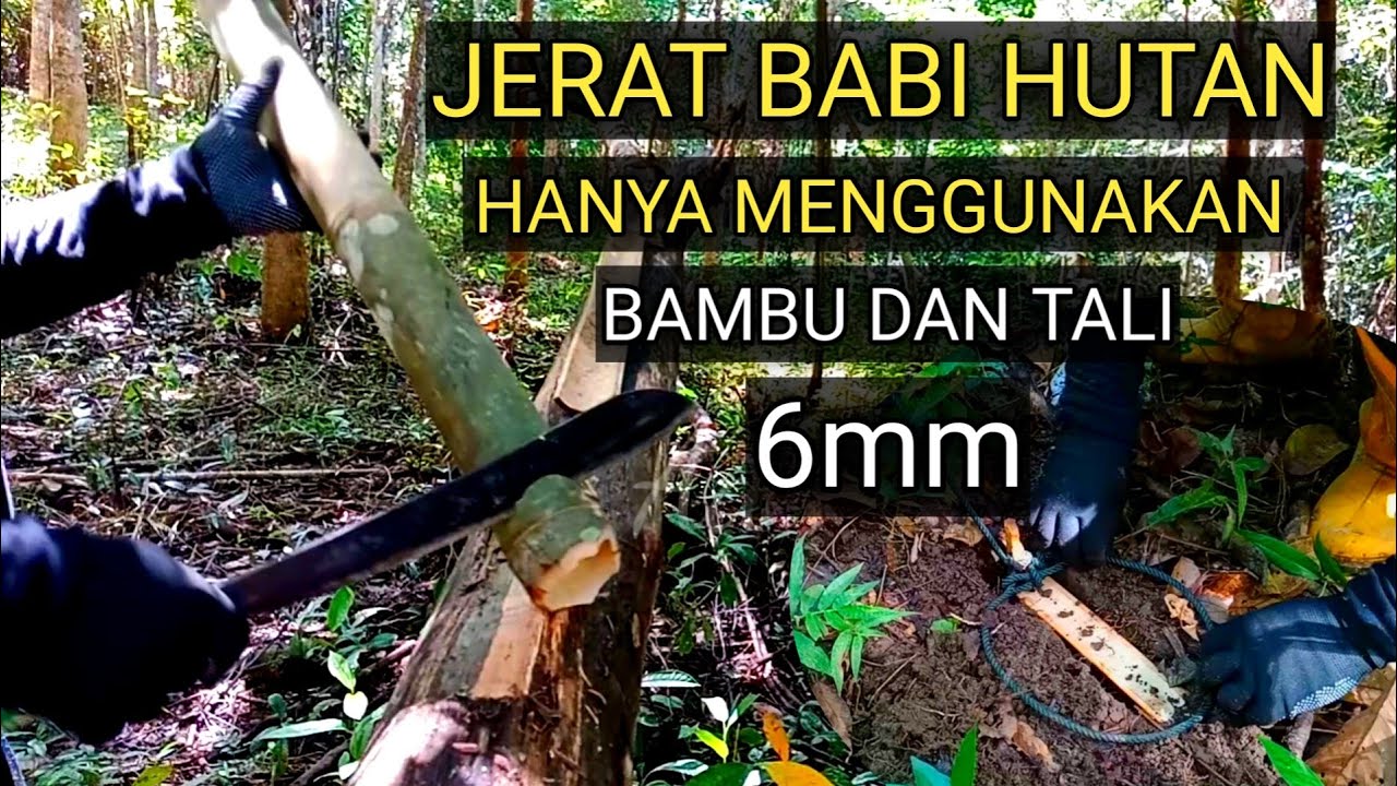 Penyediaan dan pemasangan jerat babi hutan