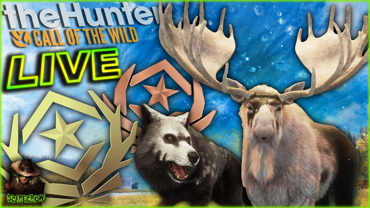 Chasing The Great One Moose & Gray Wolf! The Hunter Call of the wild