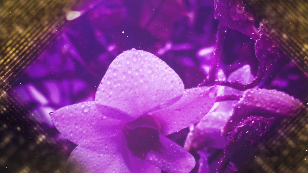 全光譜自然光植物燈怎麼挑選？重點：不可選紅螢光粉染色燈珠...