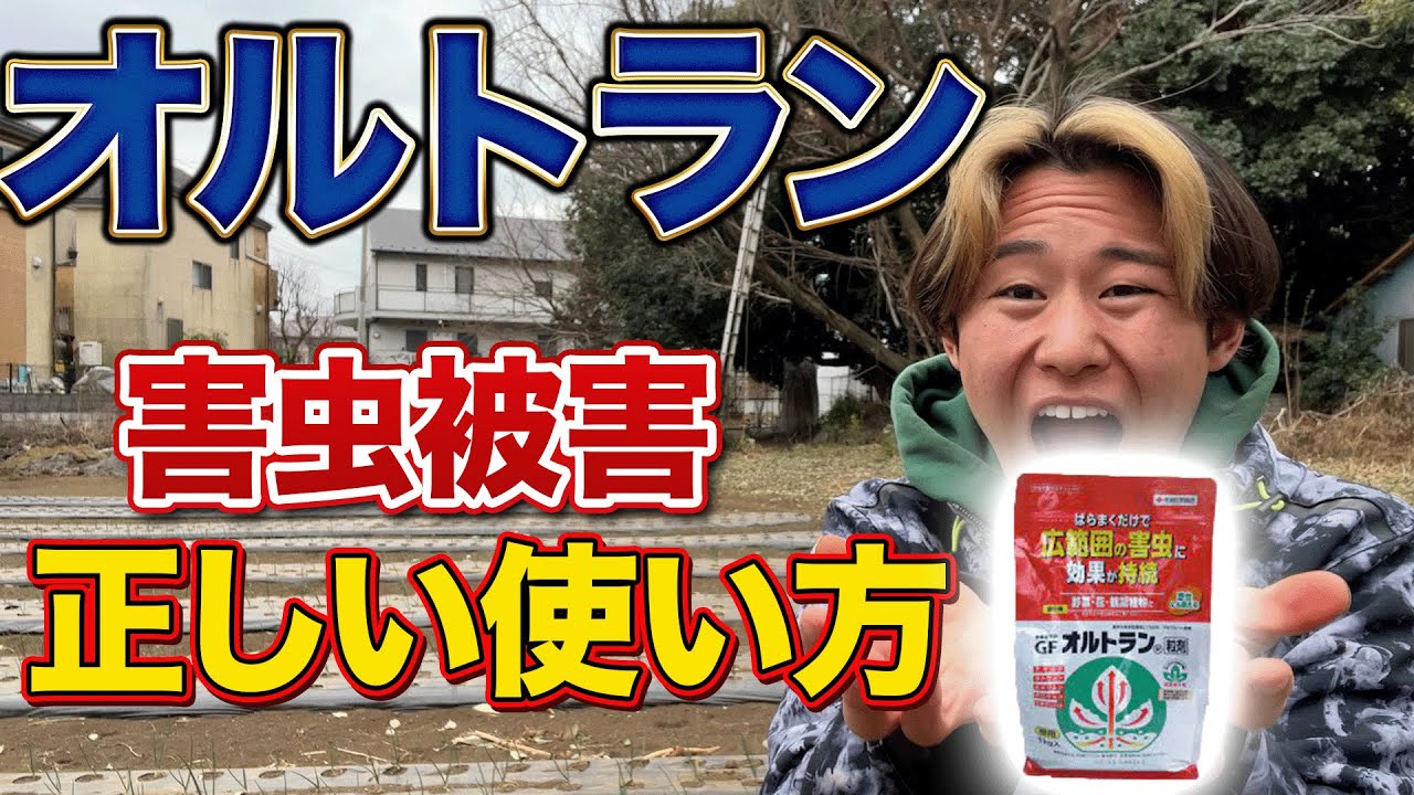【スゴイぞ！オルトラン】害虫被害にはこれ！正しい使い方を教えます！