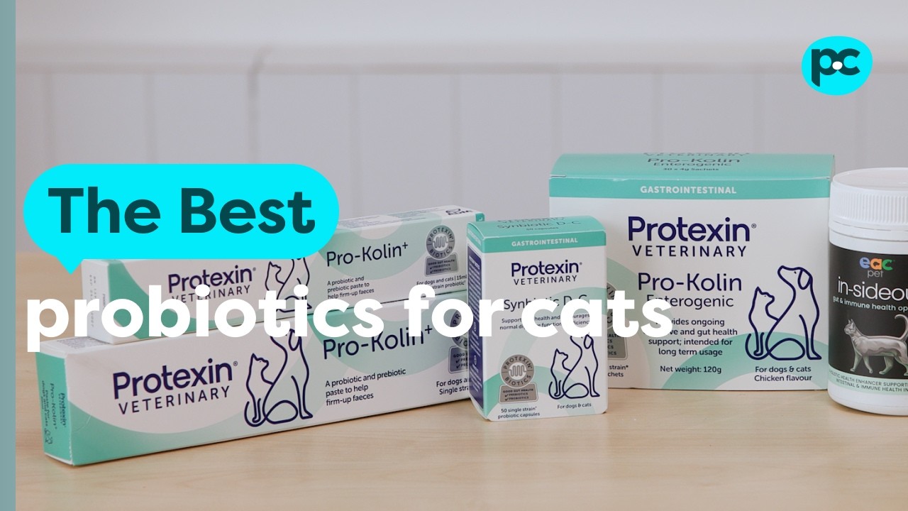 The best probiotics for #cats | PET CIRCLE