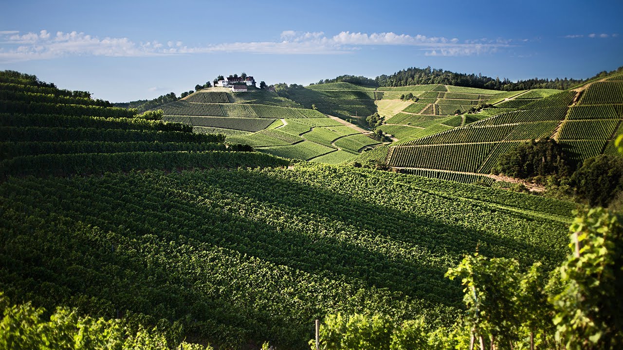 Explore Wines of Germany: Baden