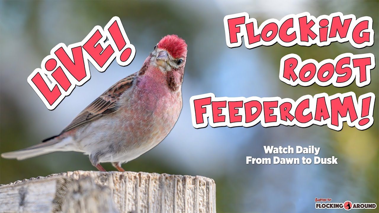 🪶 Live Bird Feeder Cam! Join us Daily at 