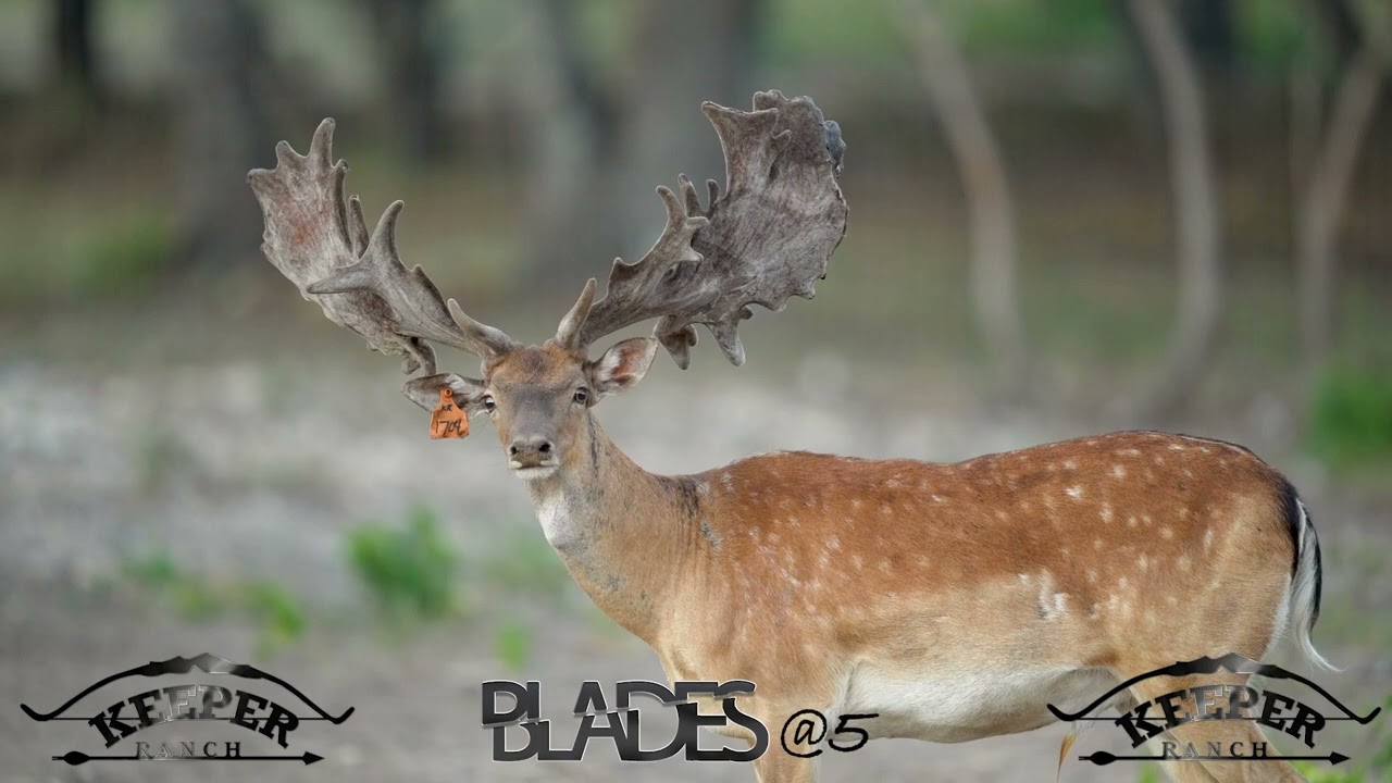 Keeper Ranch Blades @5