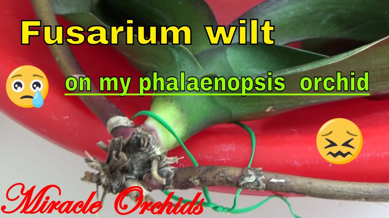 My phalaenopsis has fusarium ! 😨