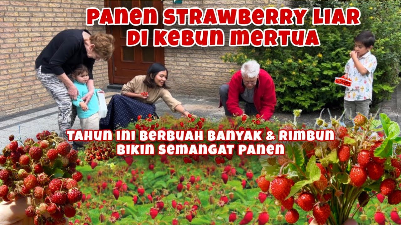 PANEN STRAWBERRY LIAR DI KEBUN MERTUA, KAGET BANYAK BANGET !