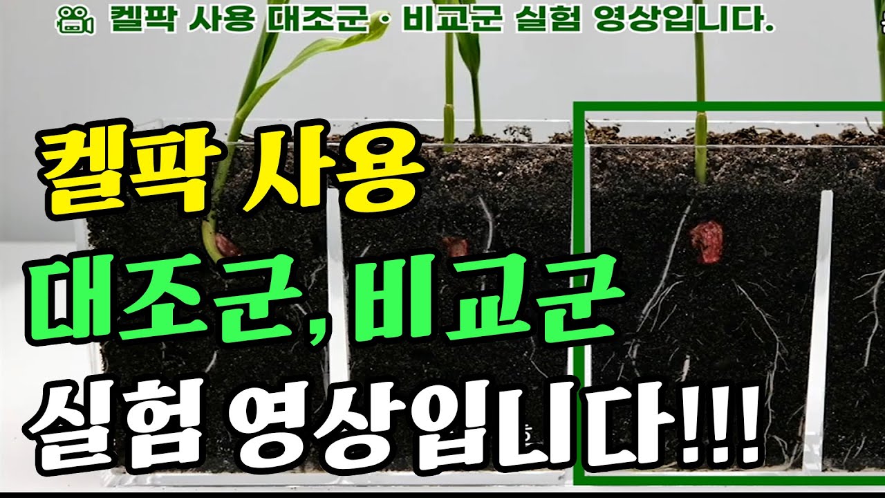 켈팍을 사용하여 대조군,비교군 실험영상입니다.  |  켈팍이란?