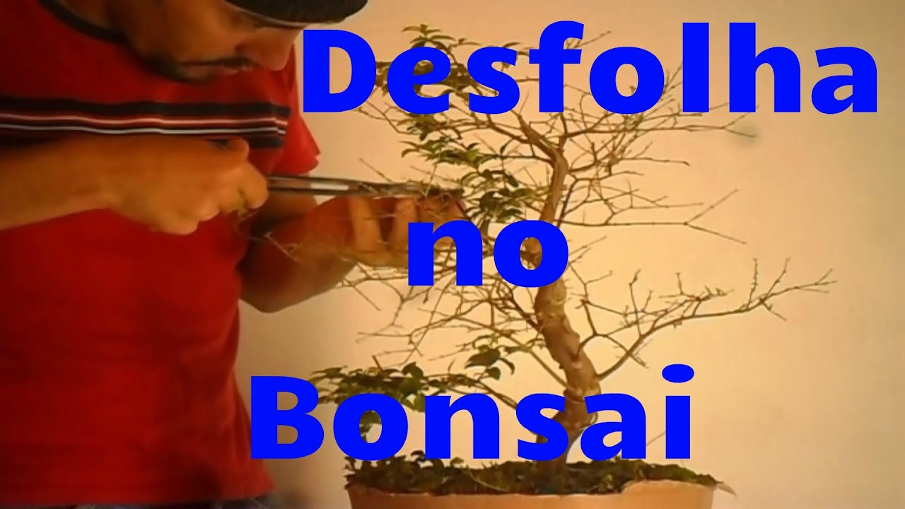COMO E POR QUÊ DESFOLHAR BONSAI - JABUTICABEIRA - 10