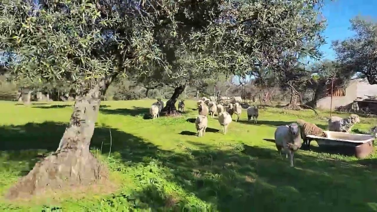 Land /Olive Grove / 84000€💸/Views/ Easy access camper/ Conversion possibilities/ Extremadura