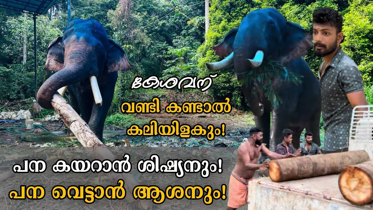 മദപ്പാടിന്റെ ഉന്മാദത്തിൽ കേശവൻ! 😈 പുതുപ്പള്ളി കേശവൻ Puthuppally Kesavan | Thottackadu | MK Channel