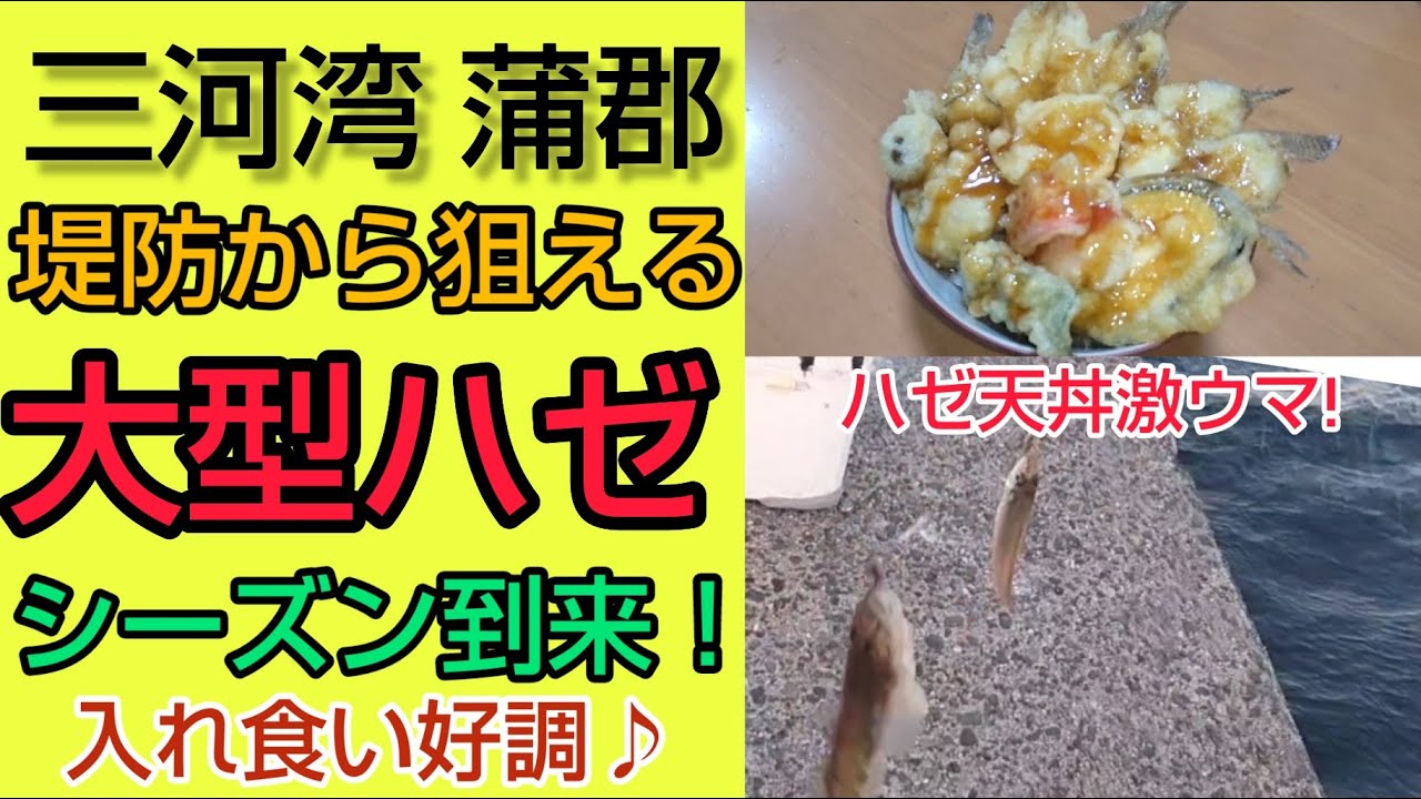 ２０２２年１１月　好調！落ちハゼシーズン到来！　ｉｎ　蒲郡