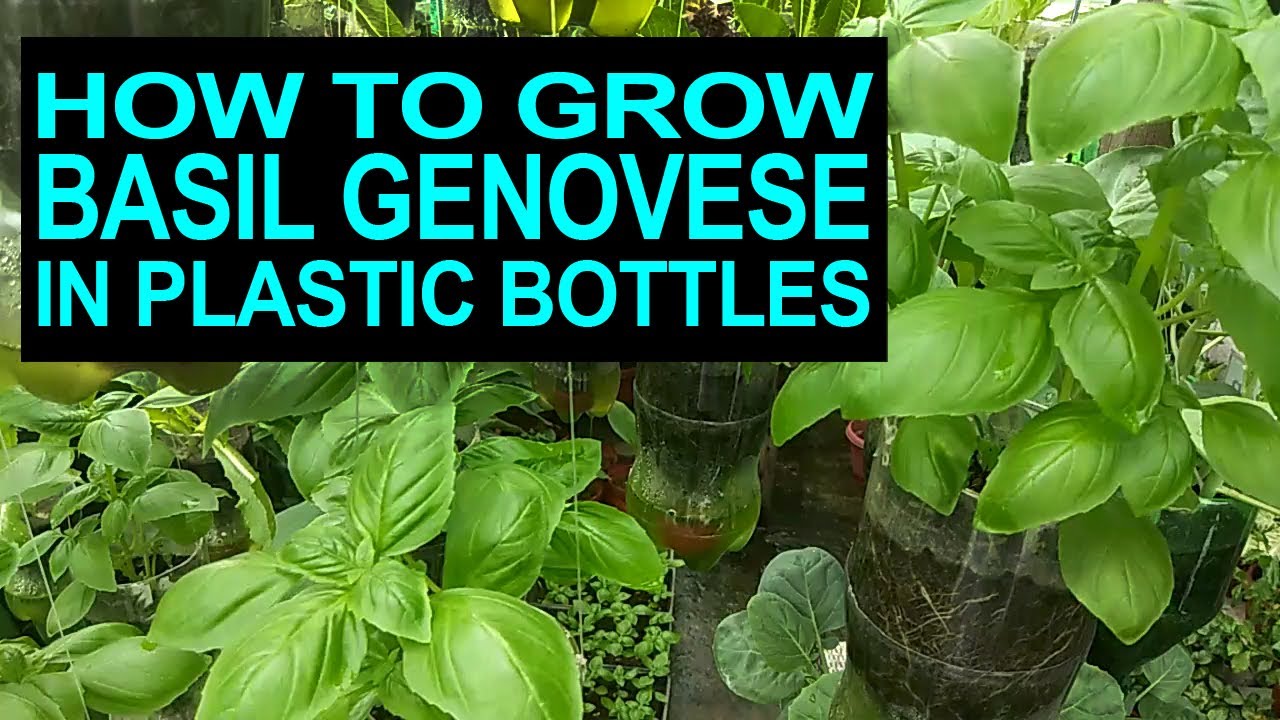 Paano Ang Pagtatanim Ng Basil Genovese Sa Pet Bottles