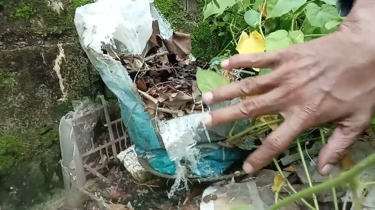 Flowering Contoman Plant#Part 10#Regulation Process Planting #Natrium Clorida Hebat 💦💞🇮🇩