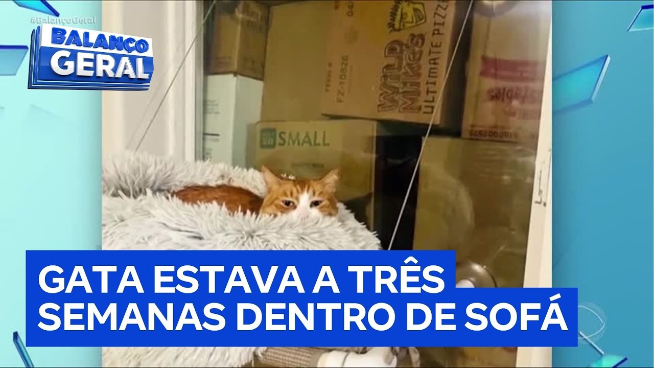 Gata é encontrada viva após ficar três semanas presa em sofá embalado